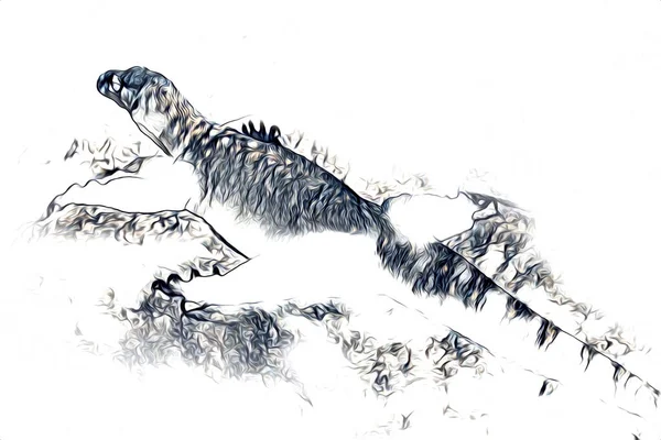 Lizard Dragon Art Drawing Vintage Illustration — Stock Photo, Image