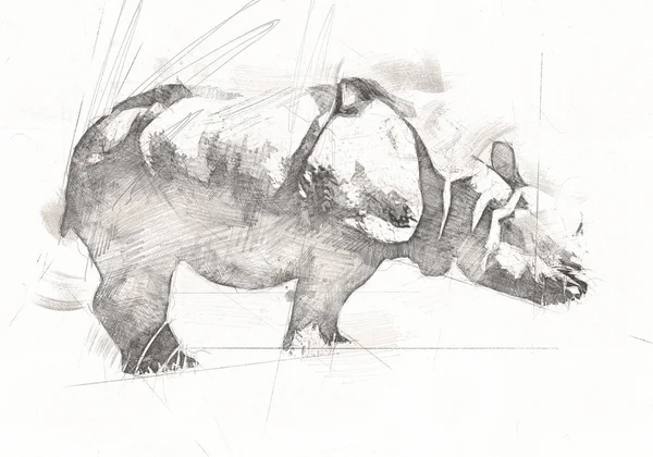 Afrikanska Savannen Djur Noshörning Tecknad Stil Utbildning Zoologi Illustration — Stockfoto