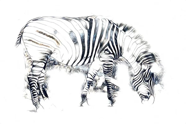 Zebra Nın Çizimi Afrika Memelilerinin Çizimi — Stok fotoğraf