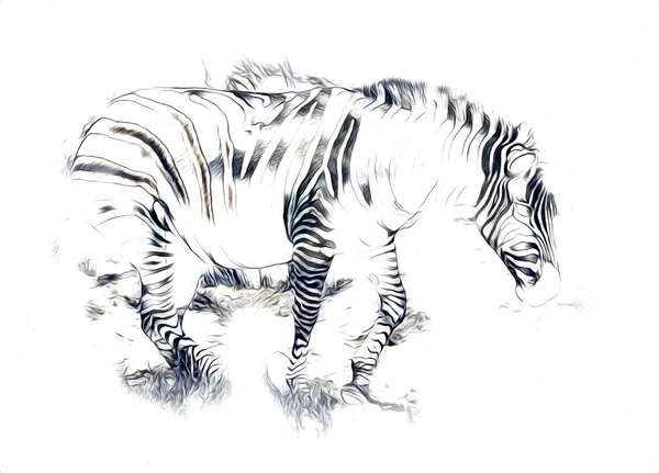 Drawing Zebra Sketch African Mammal Illustration — 스톡 사진