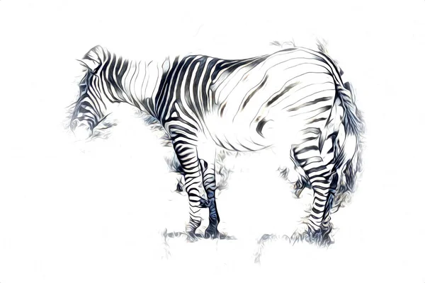 Zeichnung Von Zebra Skizze Afrikanischer Säugetierillustration — Stockfoto