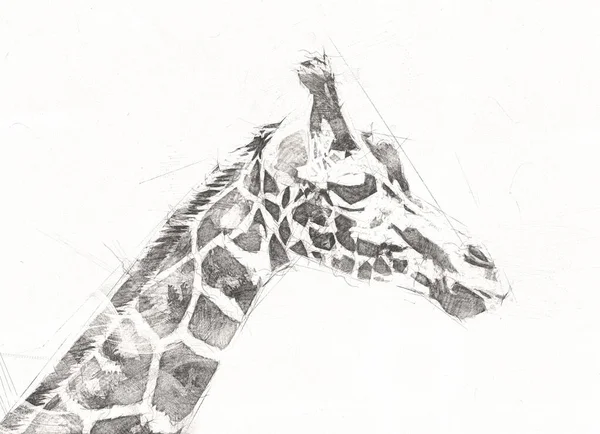 Tekening Tekening Illustratie Van Giraffe — Stockfoto