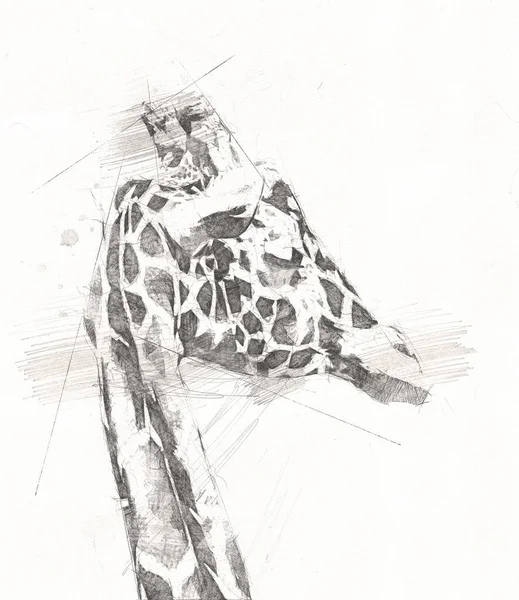 Drawing art drawing illustration of giraffe