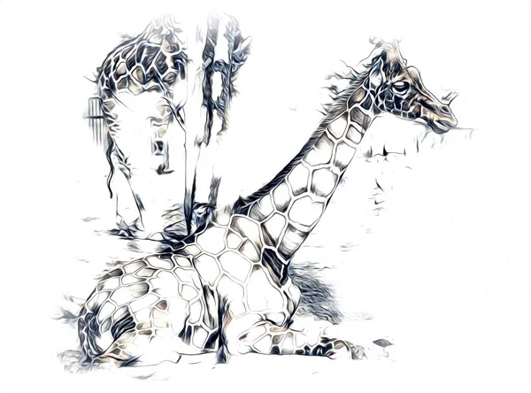 Drawing art drawing illustration of giraffe