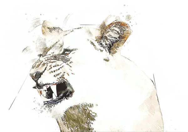 Львиная Иллюстрация Рисунок Гранж Винтаж — стоковое фото