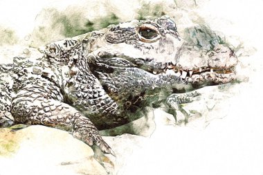 Timsah çizimi - sürüngen el çizimi, sanat çizimi