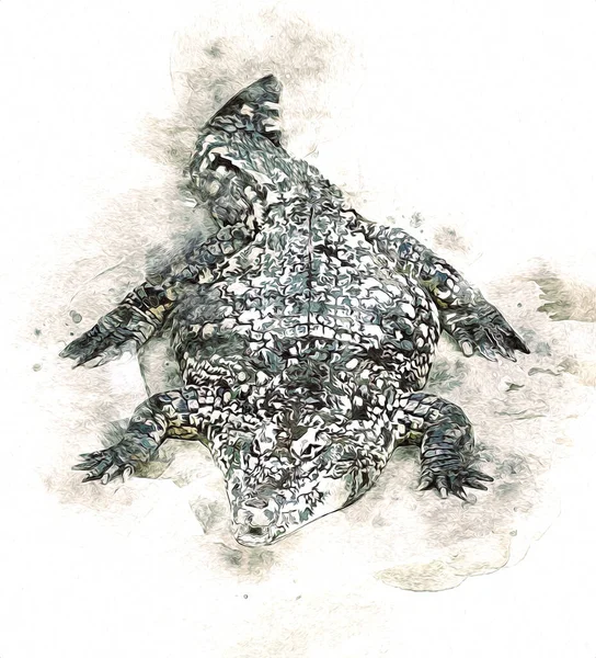 Zeichnung Des Krokodils Handskizze Des Reptils Kunstillustration — Stockfoto