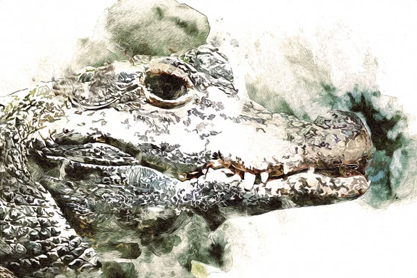 Dibujo Cocodrilo Boceto Mano Reptil Ilustración Arte — Foto de Stock