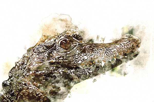 Drawing Crocodile Hand Sketch Reptile Art Illustration — Stock Photo, Image