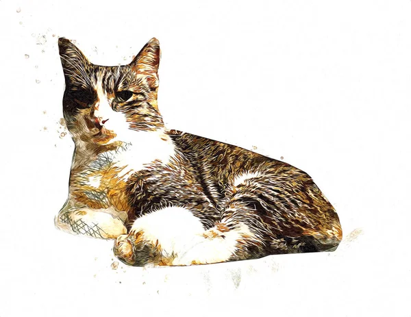 Dessin Chat Illustration Art Vintage Rétro Antique — Photo