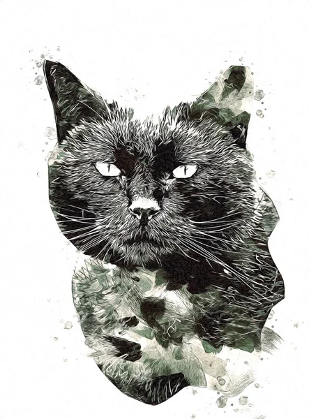 Dessin Chat Illustration Art Vintage Rétro Antique — Photo