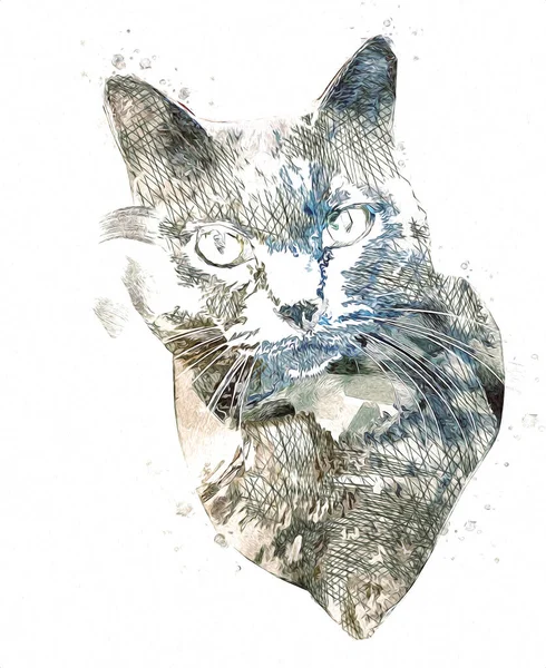 Кошка Рисунок Иллюстрации Искусства Винтажный Ретро Антиквариат — стоковое фото
