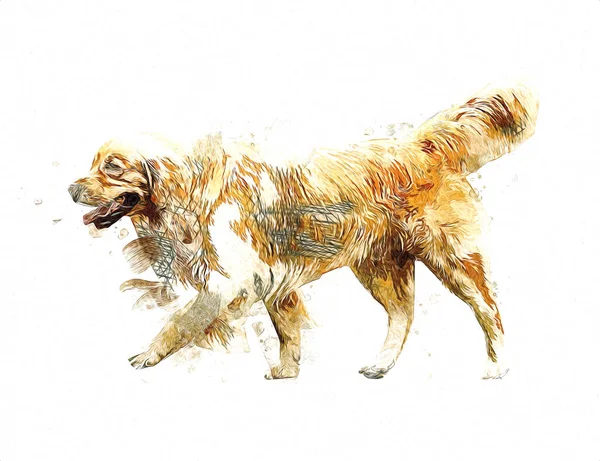Σκυλί Σχέδιο Εικονογράφηση Τέχνη Παλιό Ρετρό Αντίκα — Φωτογραφία Αρχείου