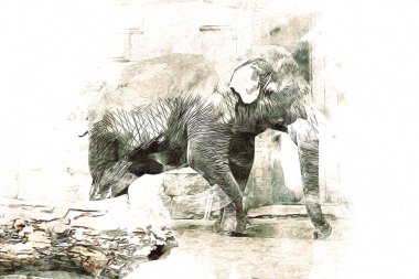 Fil sanatı illüstrasyonu eski moda.