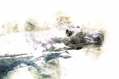 Hippo illüstrasyon sanatı klasik tasarım çizer