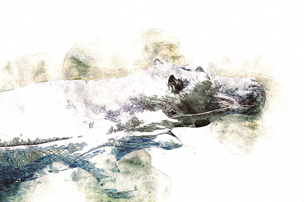 Hippo illustration art drawing vintage design