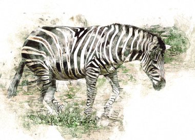 Zebra 'nın çizimi, Afrika memelilerinin çizimi.