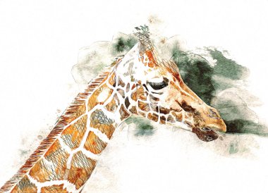 Zürafanın resim çizimi