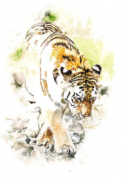 Tiger Konst Illustration Färg Vintage Grunge Retro — Stockfoto