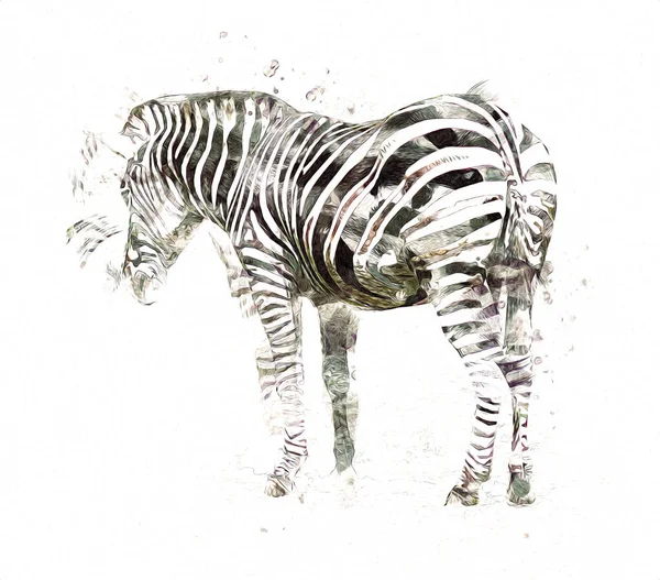 Drawing Zebra Sketch African Mammal Illustration — 스톡 사진