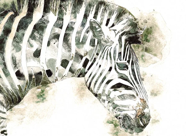 Drawing Zebra Sketch African Mammal Illustration — 스톡 사진