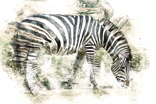 Ritning Zebra Skiss Afrikanska Däggdjur Illustration — Stockfoto