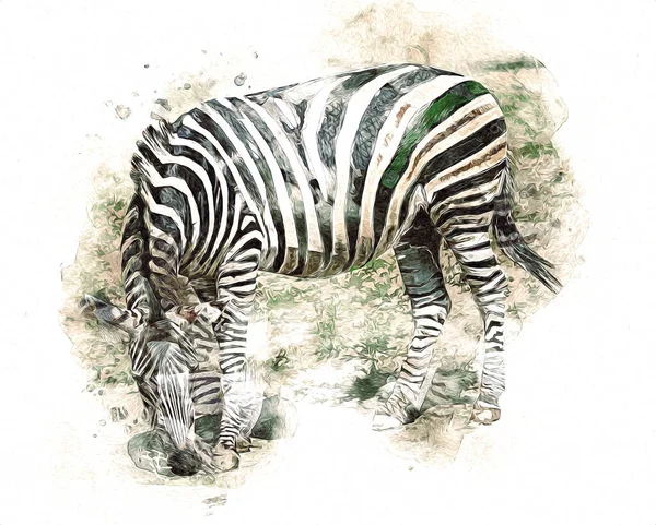 Drawing Zebra Sketch African Mammal Illustration — Stock Photo, Image