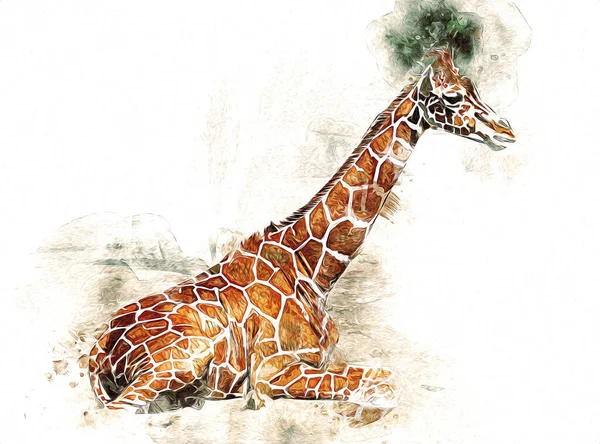 Tekening Tekening Illustratie Van Giraffe — Stockfoto