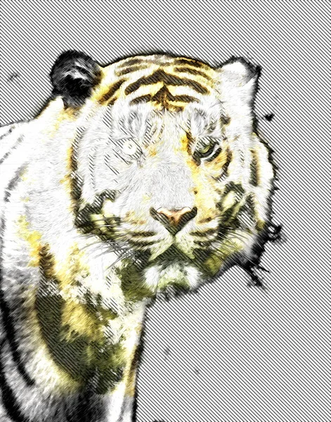 Tiger Konst Illustration Gammal Teckning — Stockfoto