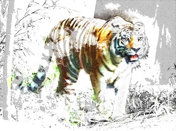 Тигрове Мистецтво Ілюстрація Старого Малюнка — стокове фото