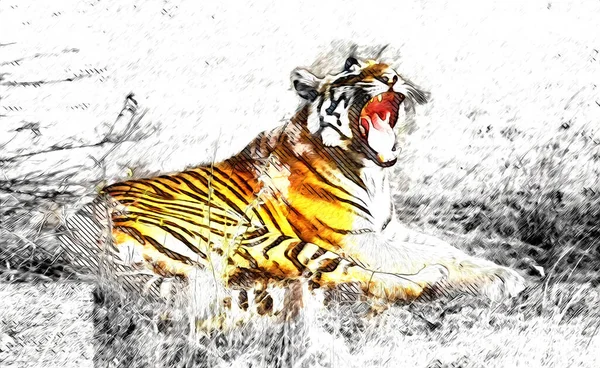 Tigre Art Illustration Vieux Dessin — Photo