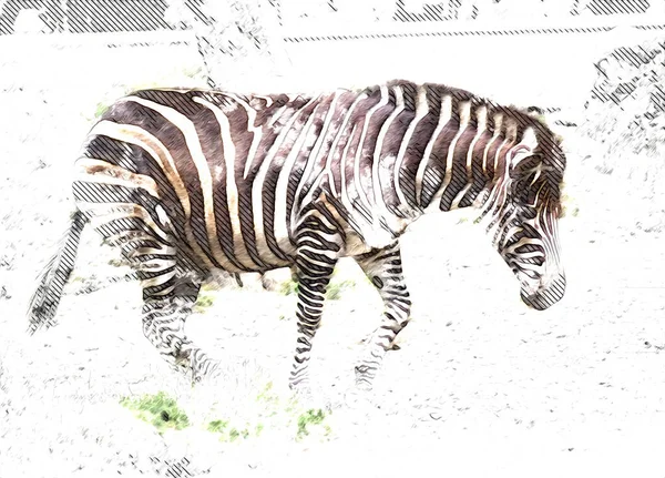 Ritning Zebra Skiss Afrikanska Däggdjur Illustration — Stockfoto