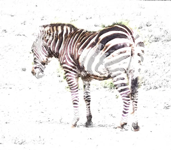 Ritning Zebra Skiss Afrikanska Däggdjur Illustration — Stockfoto