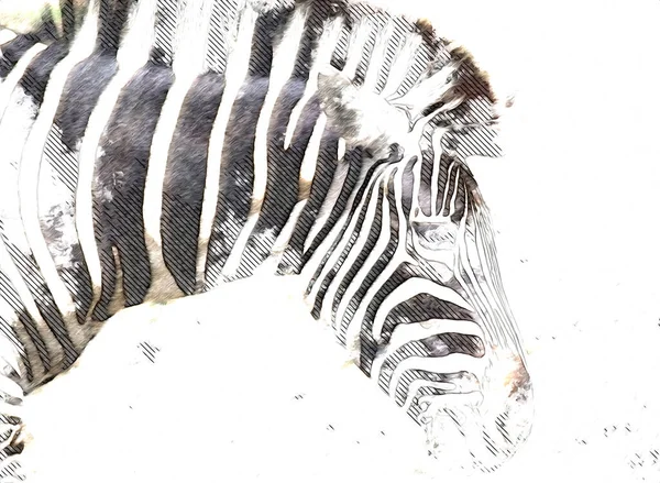 Dessin Zebra Croquis Illustration Mammifères Africains — Photo