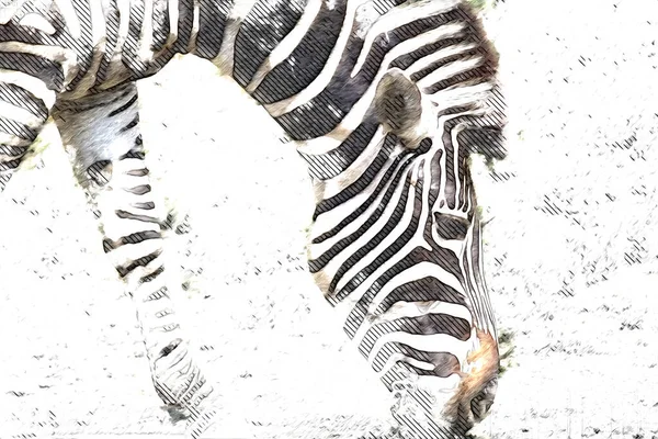 Rajza Zebra Vázlat Afrikai Emlős Illusztráció — Stock Fotó