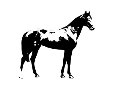 El yazması at başlı kalem çizim çizer grunge