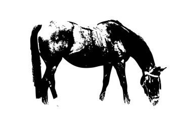 El yazması at başlı kalem çizim çizer grunge