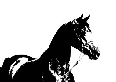 El yazması at başlı kalem çizim çizer grunge