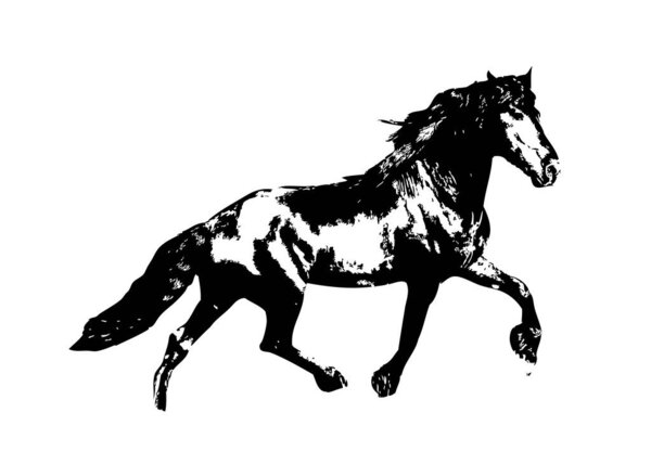 freehand horse head pencil drawing illustrator grunge