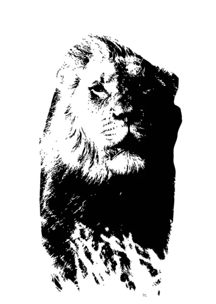 Lion Art Illustration Drawing Grunge Vintage — Stock Photo, Image