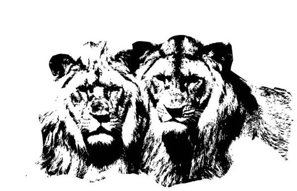 Lion Art Illustration Dessin Grunge Vintage — Photo