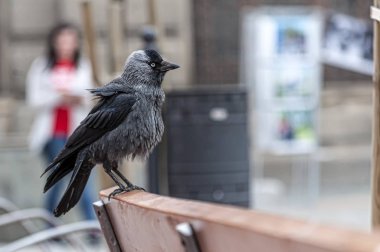 Bir bankta Batı küçük karga