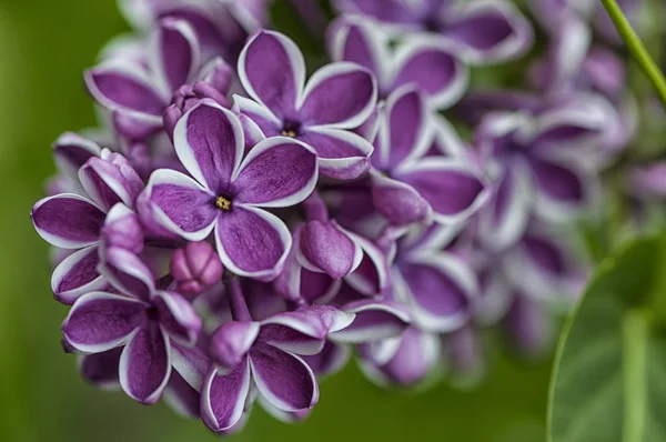 一般的なライラックの花 — ストック写真