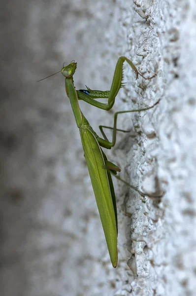 Closeup of a Praying Mantis — Stock Photo, Image