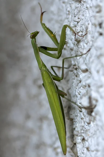 Closeup of a Praying Mantis — Stock Photo, Image