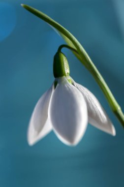 Kardelen bahar çiçek yakın çekim