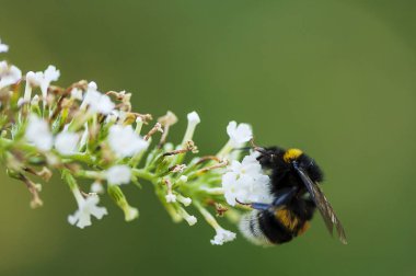 Bumble-arı bir çiçek üzerinde