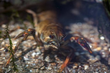 Bir yengeç yakın çekim