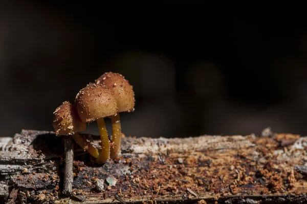 Las setas frescas sobre el tronco — Foto de Stock