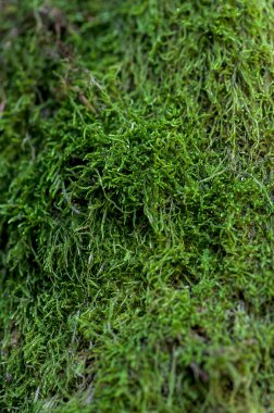 Ağaçtaki yeşil yosun